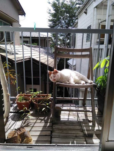 猫 外 気持ちいい 教えてくれる