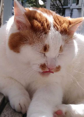 猫 外 気持ちいい 教えてくれる