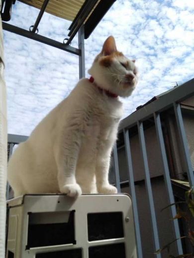 猫 外 気持ちいい 教えてくれる