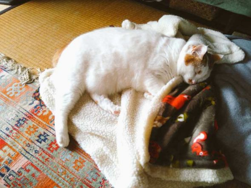 猫 外 気持ちいい 教えてくれる