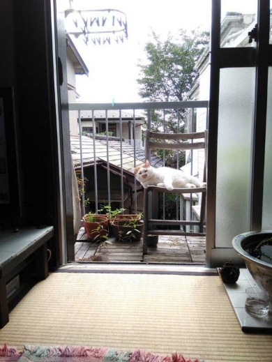 猫 外 気持ちいい 教えてくれる