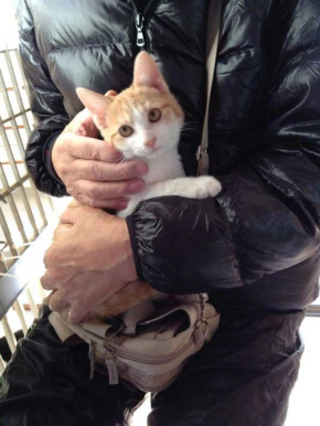 猫 ライフル 銃 コスプレ