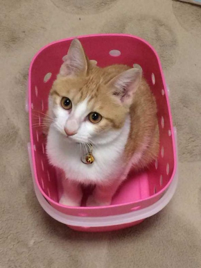 猫 ライフル 銃 コスプレ