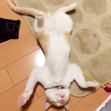 猫 ライフル 銃 コスプレ