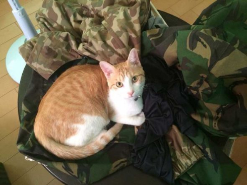 猫 ライフル 銃 コスプレ