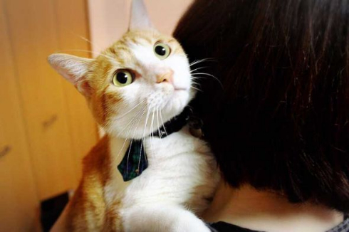 猫 ライフル 銃 コスプレ