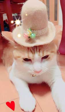 猫 ライフル 銃 コスプレ