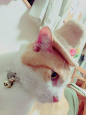 猫 ライフル 銃 コスプレ