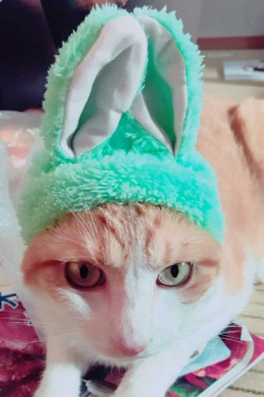 猫 ライフル 銃 コスプレ