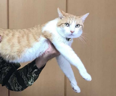 猫 ライフル 銃 コスプレ