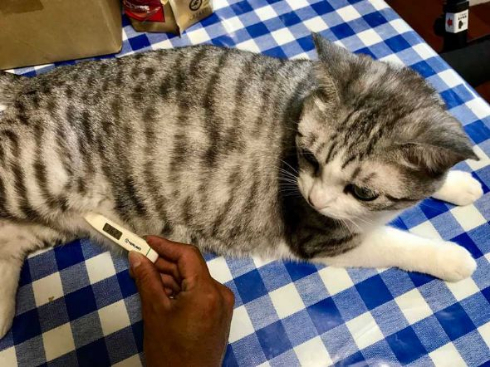猫 体温 仮病 会社