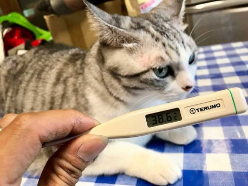 猫 体温 仮病 会社