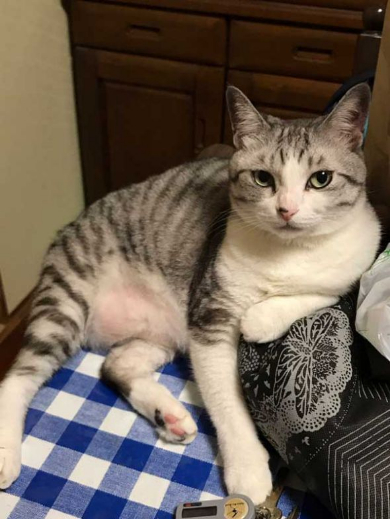 猫 体温 仮病 会社