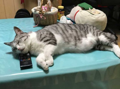 猫 体温 仮病 会社