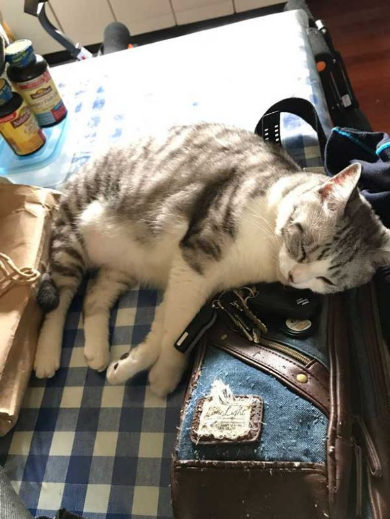 猫 体温 仮病 会社