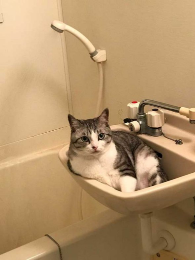 猫 体温 仮病 会社
