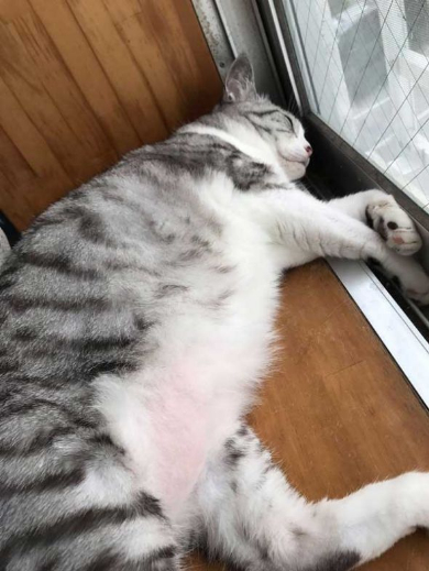 猫 体温 仮病 会社