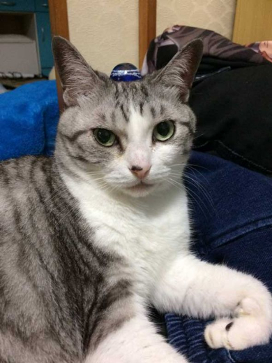 猫 体温 仮病 会社
