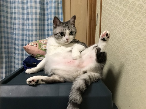 猫 体温 仮病 会社