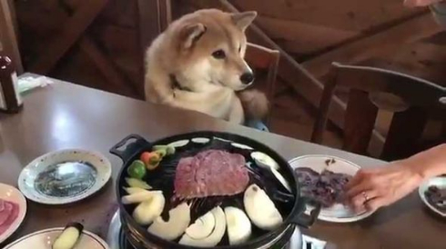 柴犬 まる お肉 待つ