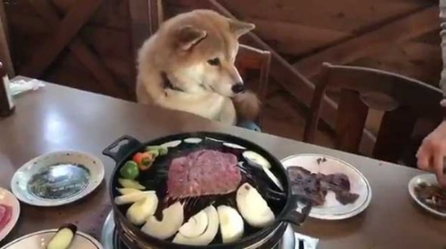 柴犬 まる お肉 待つ
