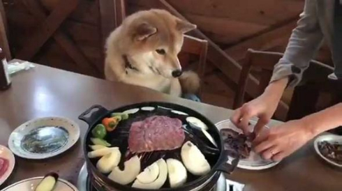 柴犬 まる お肉 待つ