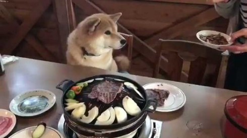 柴犬 まる お肉 待つ