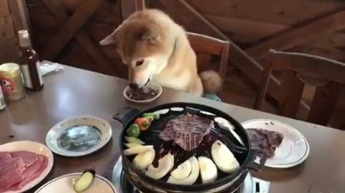 柴犬 まる お肉 待つ