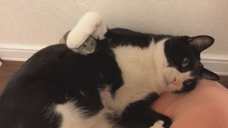 猫とハムスター