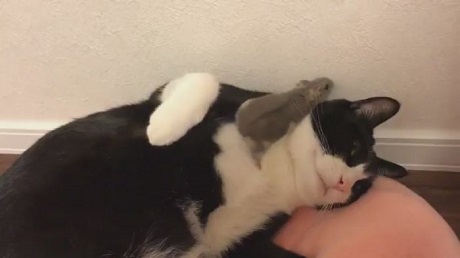 猫とハムスター