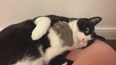 猫とハムスター