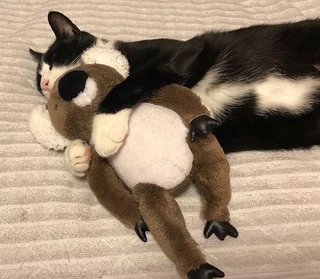 猫とハムスター