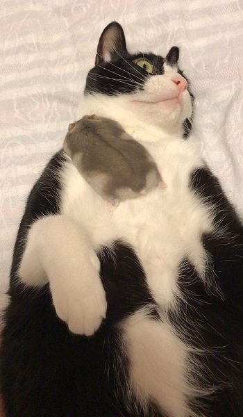 猫とハムスター