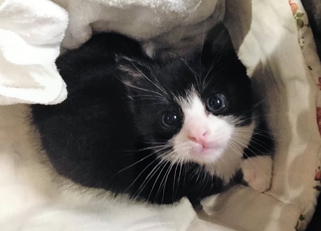 猫とハムスター