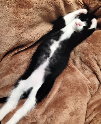 猫とハムスター