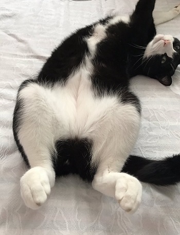 猫とハムスター