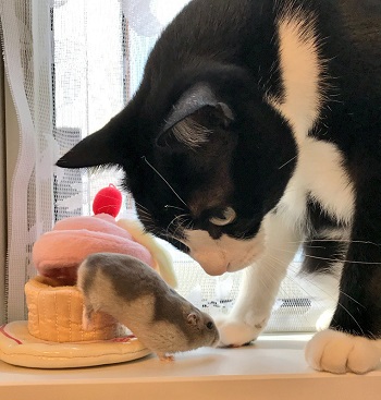 猫とハムスター