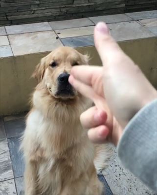 犬