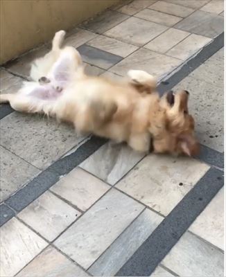 犬