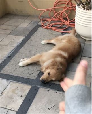 犬