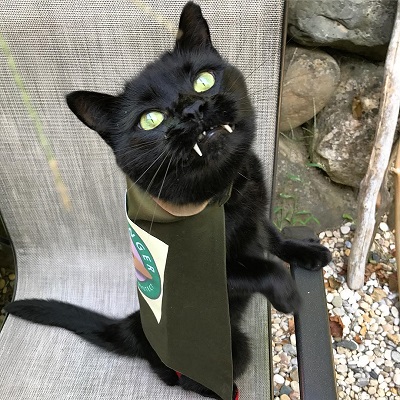 ヴァンパイアキャット