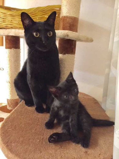 黒猫 階段 防御 倒す 3匹