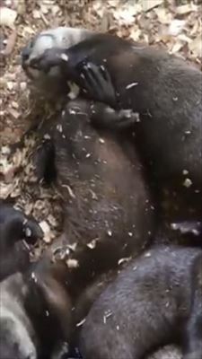 カワウソ