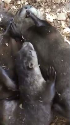 カワウソ