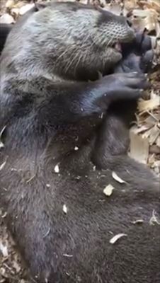 カワウソ