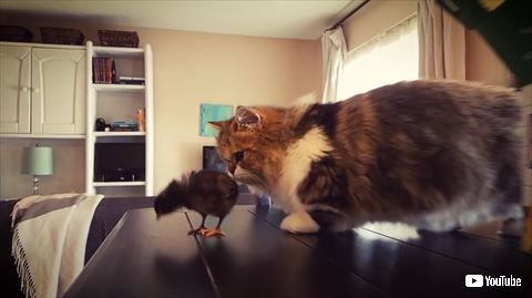 猫 ヒナ