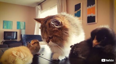 猫 ヒナ