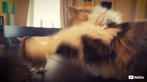 猫 ヒナ