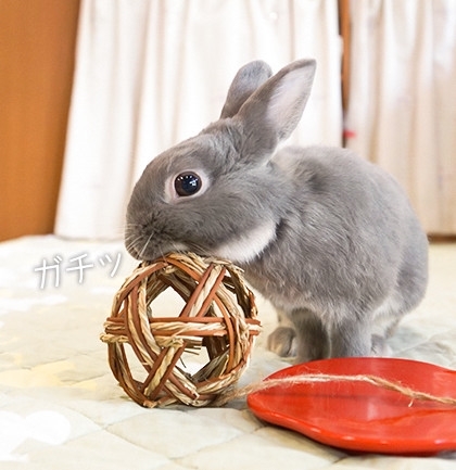 アメブロうさぎのふうた