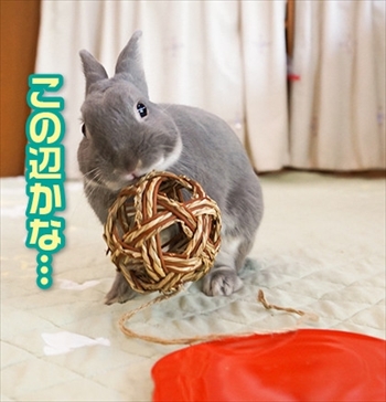 アメブロうさぎのふうた